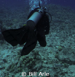 Dive master during boat dive.  Can you see the sea cucumb... by Bill Arle 